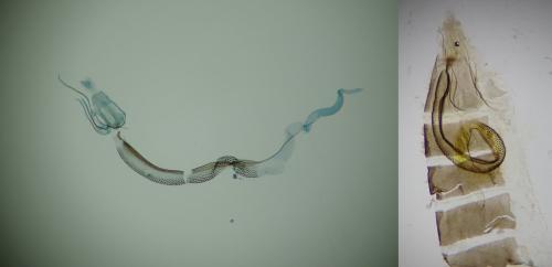 Réf. 295 822 : Coleophora brunneosignata